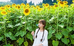 色戒完整版在线爱奇艺